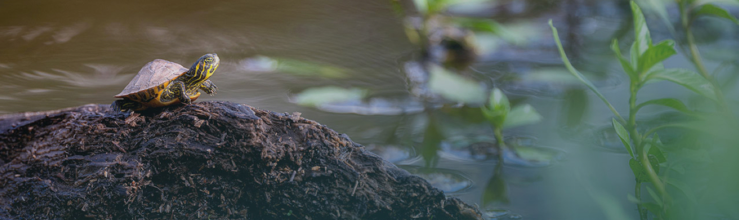 turtle-banner